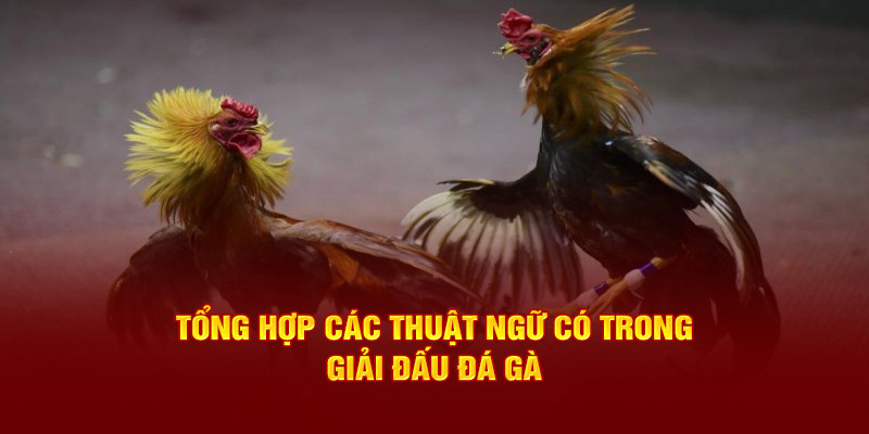 Thuật ngữ đá gà online thịnh hành hàng đầu